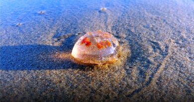 meduzy na plaży