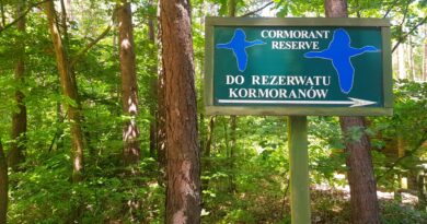 Rezerwat kormoranów w Kątach Rybackich rezerwat kormoranów w Kątach Rybackich