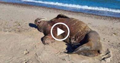 Mors arktyczny na plaży w Melnie | NaMierzeje.pl