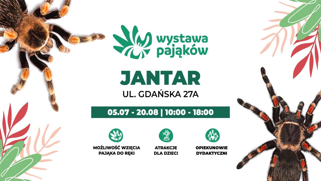 Wystawa pająków w Jantarze | NaMierzeje.pl
